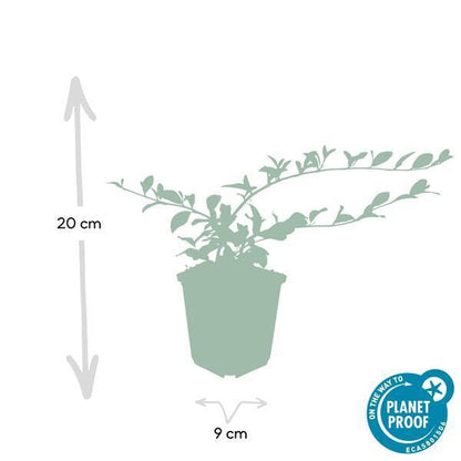 Cotoneaster dammeri | 10-25cm - Ø9cm Plant Greenify