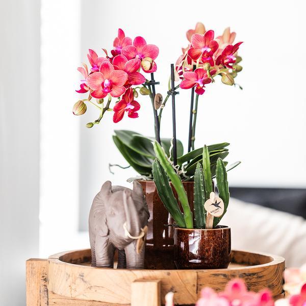 Kleine Stapelia (Ø6cm) Plant Greenify