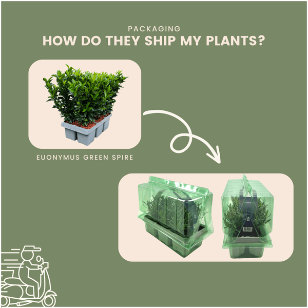 Euonymus 'Green Spire' | Ø 7 cm - 15 cm Plant Greenify