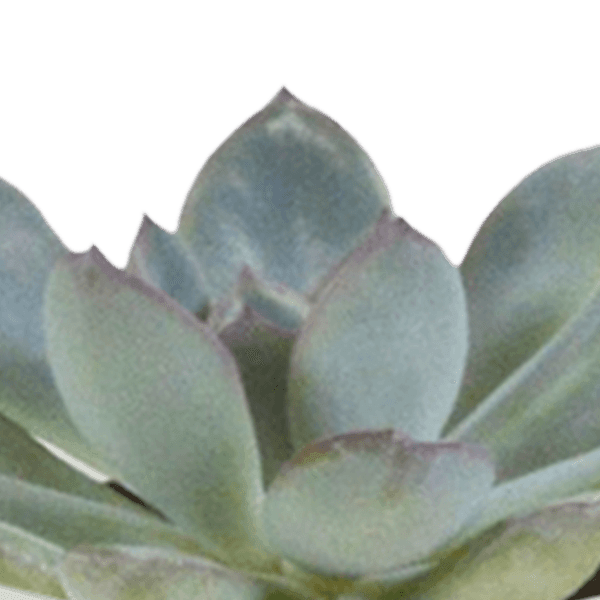 Cactus en vetplanten mix (Ø5.5 cm & in diverse potten) Plant Greenify