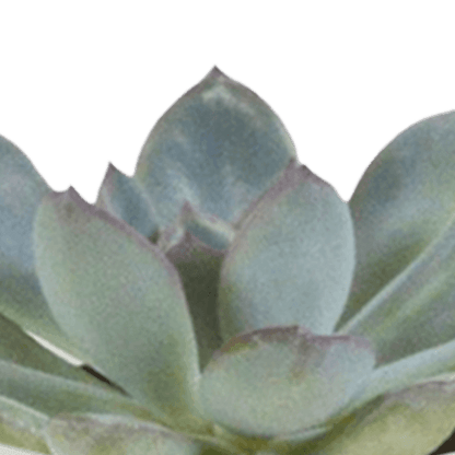 Cactus en vetplanten mix (Ø5.5 cm & in diverse potten) Plant Greenify