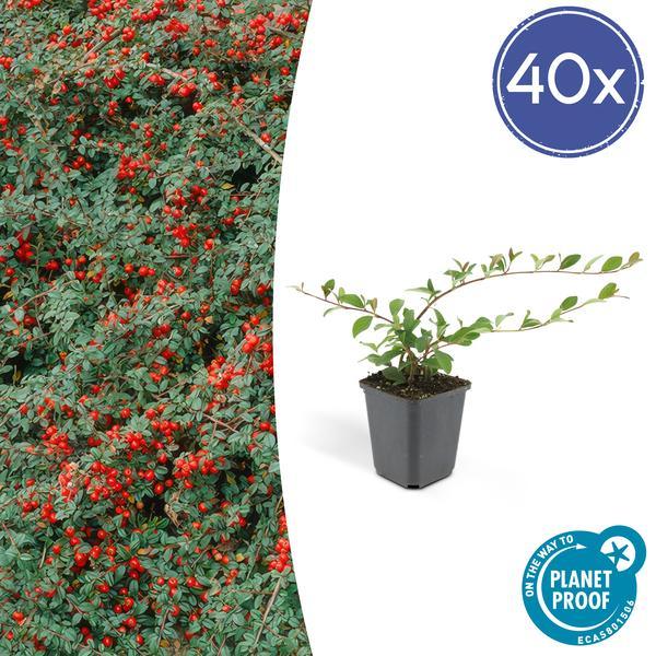 Cotoneaster dammeri | 10-25cm - Ø9cm Plant Greenify