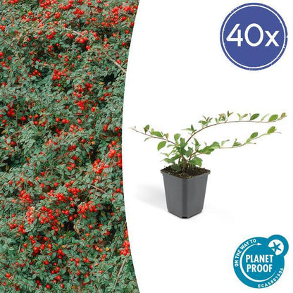 Cotoneaster dammeri | 10-25cm - Ø9cm Plant Greenify