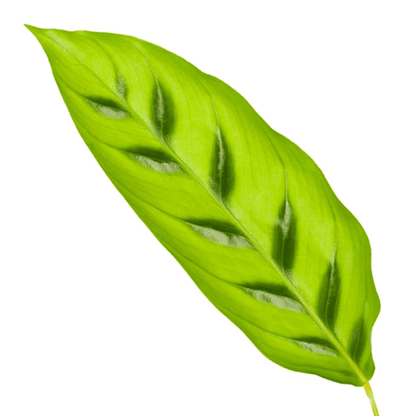 Calathea Leopardina - 35 cm - Ø12cm Plant Greenify