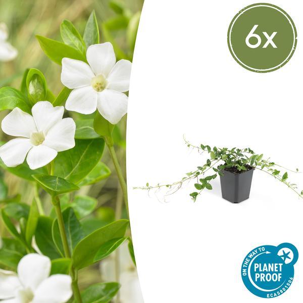 Vinca Minor 'Alba' | 10-25cm - Ø9cm Plant Greenify