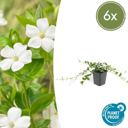 Vinca Minor 'Alba' | 10-25cm - Ø9cm Plant Greenify