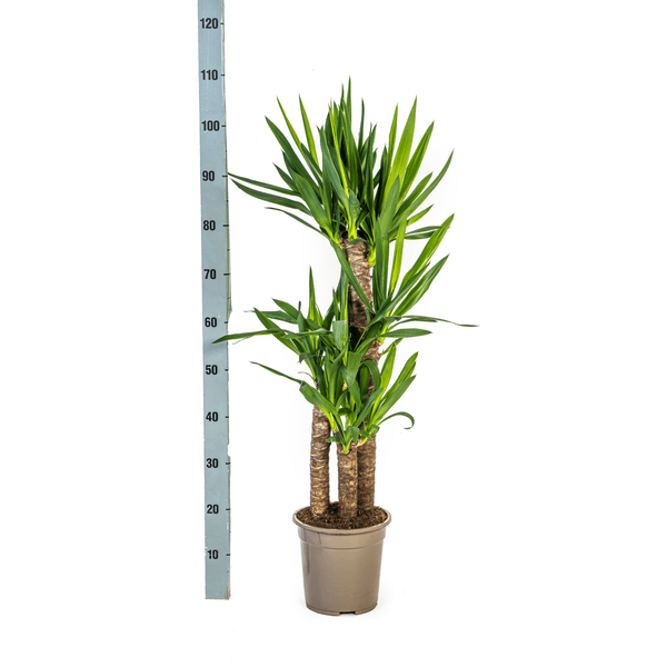 Yucca Elephantipes (100cm - 21cm) Plant Greenify