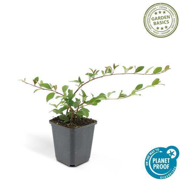 Cotoneaster dammeri | 10-25cm - Ø9cm Plant Greenify