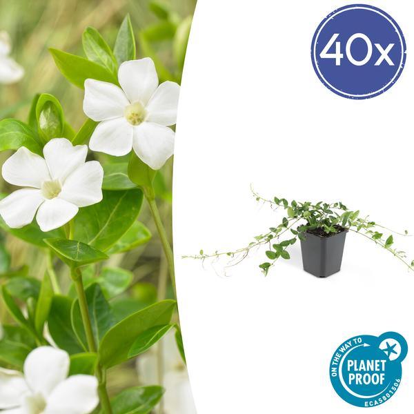 Vinca Minor 'Alba' | 10-25cm - Ø9cm Plant Greenify
