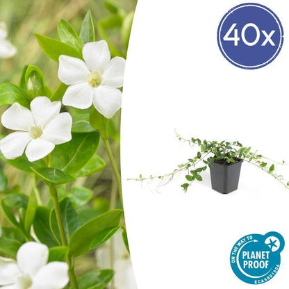 Vinca Minor 'Alba' | 10-25cm - Ø9cm Plant Greenify