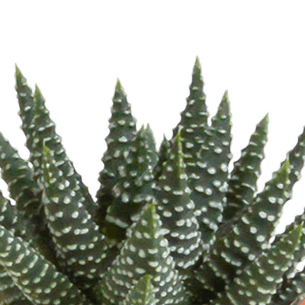 Cactus en vetplanten mix (Ø5.5 cm & in diverse potten) Plant Greenify