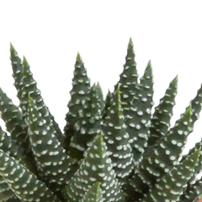 Cactus en vetplanten mix (Ø5.5 cm & in diverse potten) Plant Greenify