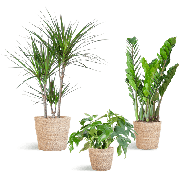 Schaduw Plantenbox medium (3 planten inclusief mand Nila) Plant Greenify