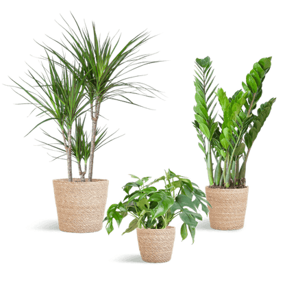 Schaduw Plantenbox medium (3 planten inclusief mand Nila) Plant Greenify