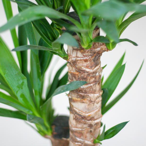 Yucca Elephantipes met pot (90cm - Ø21) Plant Greenify