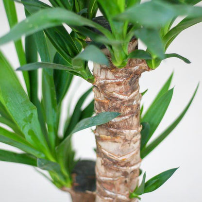 Yucca Elephantipes met pot (90cm - Ø21) Plant Greenify