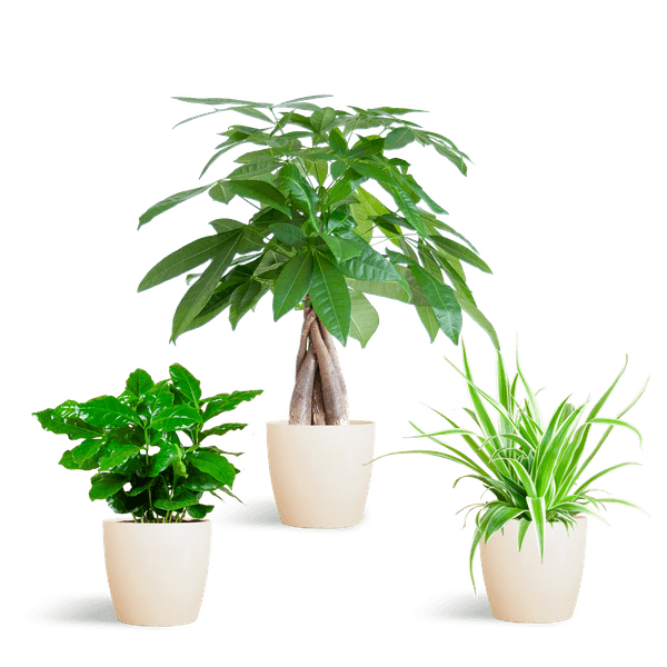 Diervriendelijke Plantenbox (3 plantjes inclusief Yuki sierpot Wit Ø12) Plant Greenify