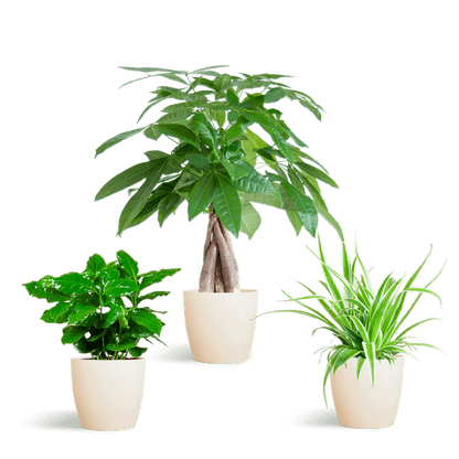 Diervriendelijke Plantenbox (3 plantjes inclusief Yuki sierpot Wit Ø12) Plant Greenify