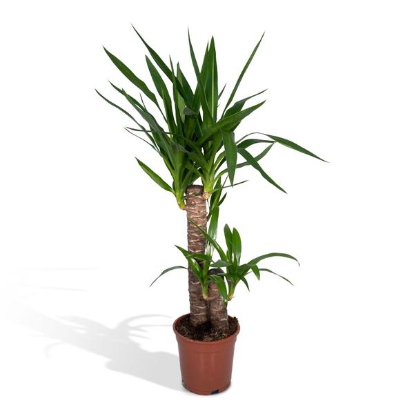 Yucca Elephantipes (85cm - Ø17cm)