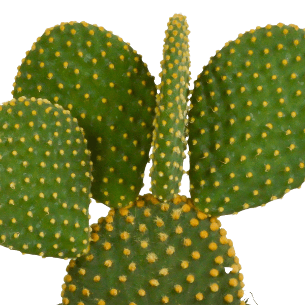 Opuntia microdasys - (Ø12cm - 15/30cm) Plant Greenify