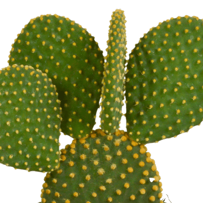 Opuntia microdasys - (Ø12cm - 15/30cm) Plant Greenify