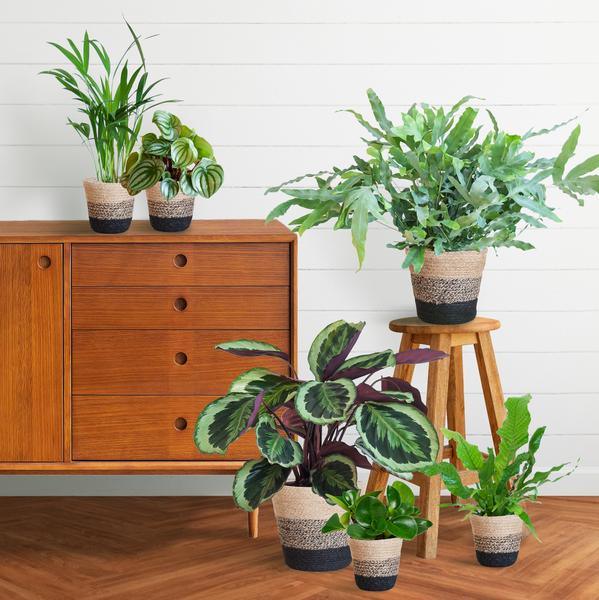Diervriendelijke plantenset Large (6 planten inclusief mand Jimmi zwart) Plant Greenify