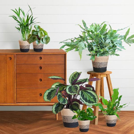 Diervriendelijke plantenset Large (6 planten inclusief mand Jimmi zwart) Plant Greenify