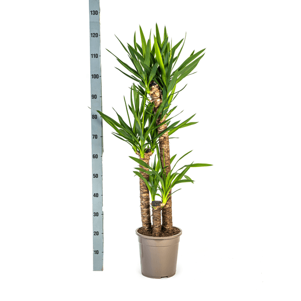Yucca Elephantipes (130cm - Ø24cm) Plant Greenify