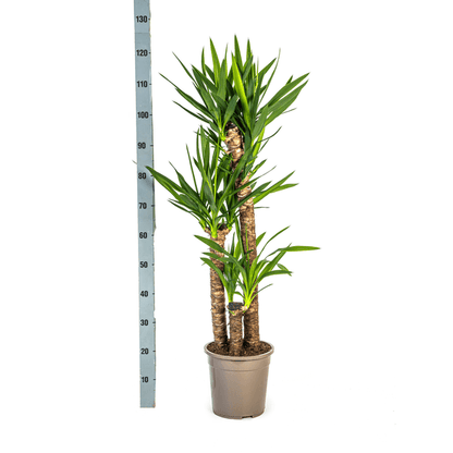Yucca Elephantipes (130cm - Ø24cm) Plant Greenify