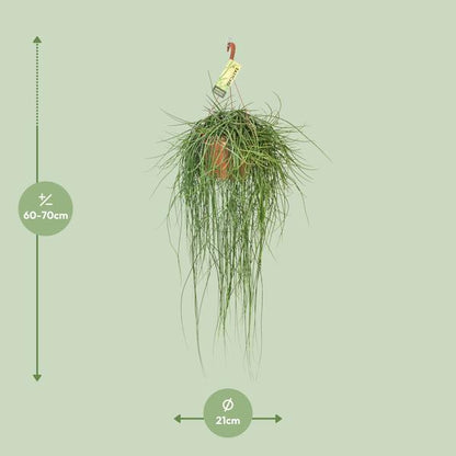Rhipsalis Floccosa (Ø21cm - 70cm) Plant Greenify