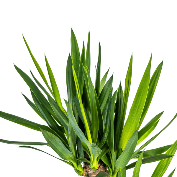 Yucca Elephantipes (100cm - 21cm) Plant Greenify