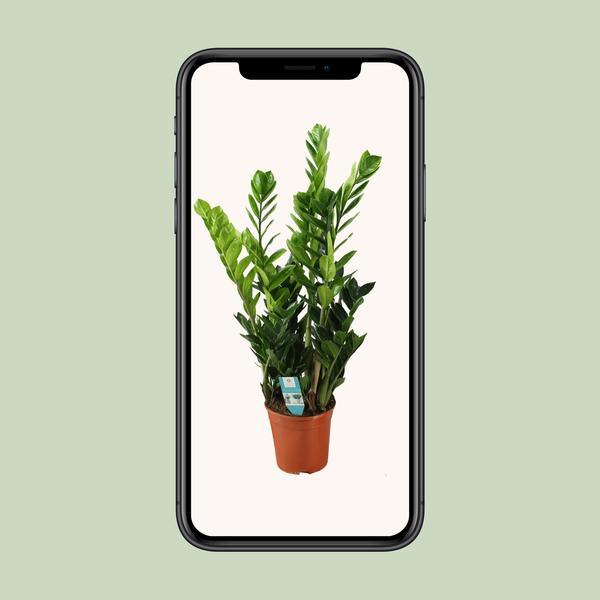 Zamioculcas Zamiifolia - ZZ Plant (100cm - Ø21cm) Plant Greenify