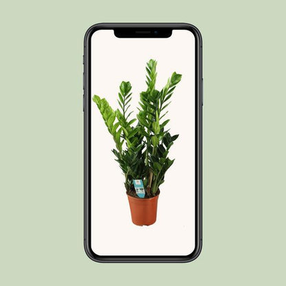 Zamioculcas Zamiifolia - ZZ Plant (100cm - Ø21cm) Plant Greenify