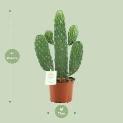 Opuntia Rubescens Consolea (Ø12cm - 35cm) Plant Greenify