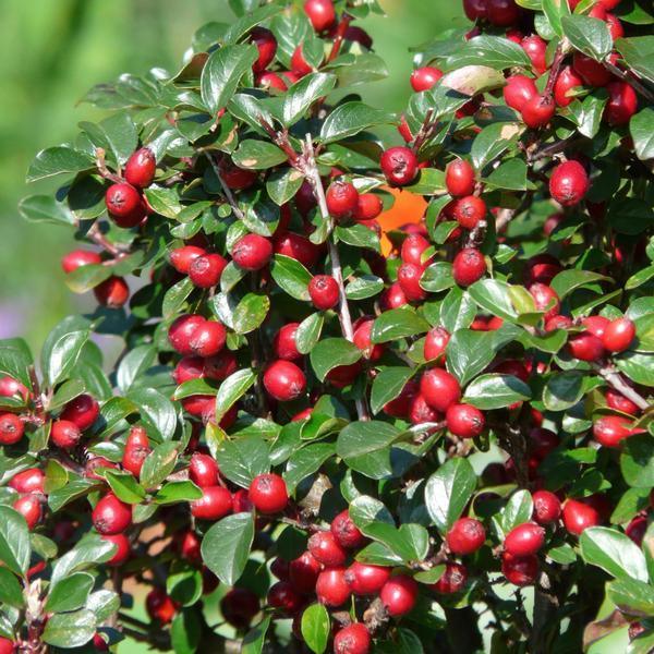 Cotoneaster dammeri | 10-25cm - Ø9cm Plant Greenify