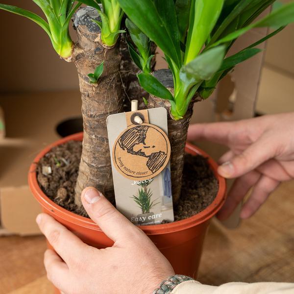Yucca (90cm - Ø17cm) Plant Greenify