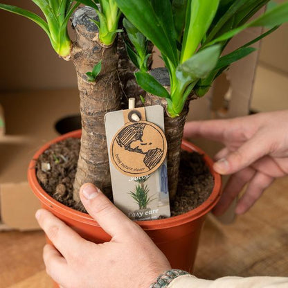 Yucca (90cm - Ø17cm) Plant Greenify
