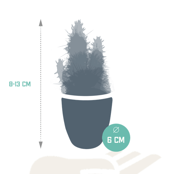 Cactus en vetplanten mix (Ø5.5 cm & in diverse potten) Plant Greenify