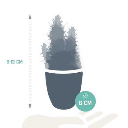 Cactus en vetplanten mix (Ø5.5 cm & in diverse potten) Plant Greenify