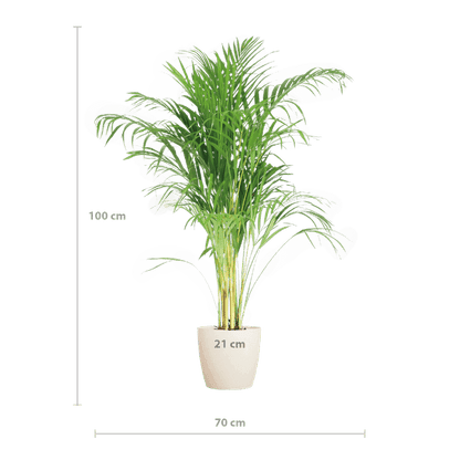 (Dypsis) Areca Palm met Jimmi mand wit (100cm - Ø21) Plant Greenify