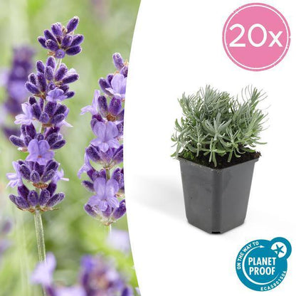 Lavandula 'Hidcote' | 10-25cm - Ø9cm Plant Greenify