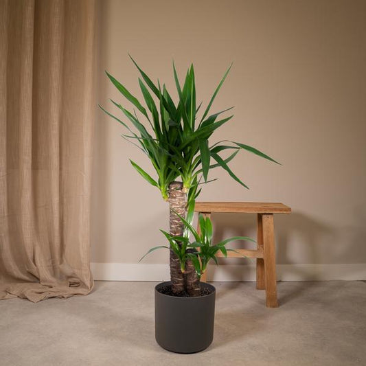 Yucca Elephantipes (85cm - Ø17cm)