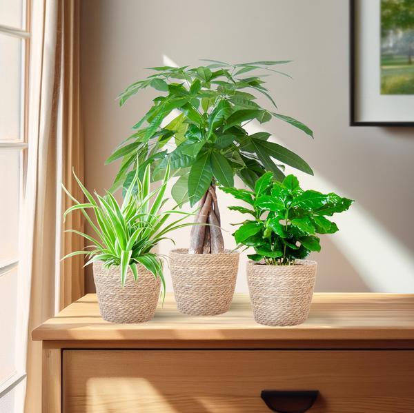 Diervriendelijke Plantenbox (3 plantjes inclusief Mand Nila Ø12) Plant Greenify
