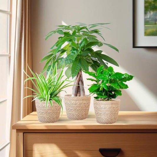 Diervriendelijke Plantenbox (3 plantjes inclusief Mand Nila Ø12) Plant Greenify