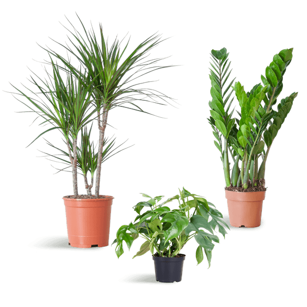 Schaduw Plantenbox medium (3 planten zonder sierpot) Plant Greenify