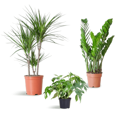 Schaduw Plantenbox medium (3 planten zonder sierpot) Plant Greenify