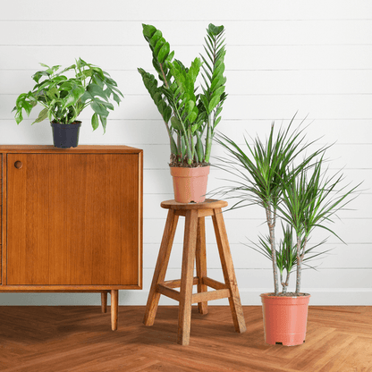 Schaduw Plantenbox medium (3 planten zonder sierpot) Plant Greenify