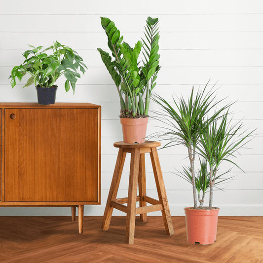 Schaduw Plantenbox medium (3 planten zonder sierpot) Plant Greenify