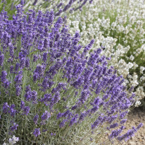 Lavandula 'Hidcote' | 10-25cm - Ø9cm Plant Greenify