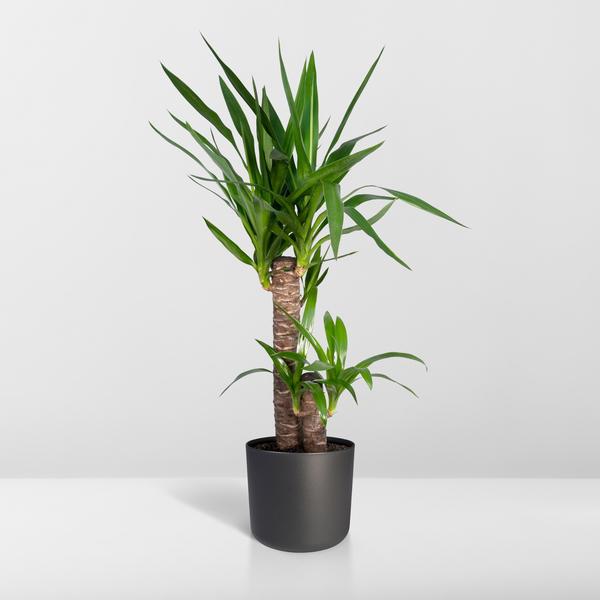 Yucca Elephantipes (85cm - Ø17cm)